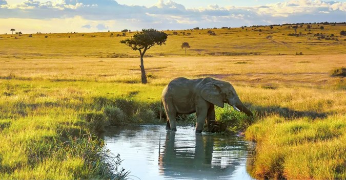 Kenya: A classic Safari